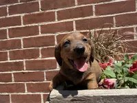 Quincy , a male Miniature Dachshund for sale in Athens, WI – 10 of 10