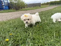 Lynn, a female Poodle - Miniature  and Mal Shi for sale in Athens, WI – 8 of 10