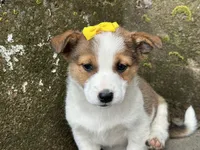 Violet, a female Border Collie and Pembroke Welsh Corgi for sale in Athens, WI – Photo 2 of 10