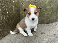 Violet, a female Border Collie and Pembroke Welsh Corgi for sale in Athens, WI – Photo 4 of 10