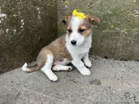 Violet, a female Border Collie and Pembroke Welsh Corgi for sale in Athens, WI – Photo 6 of 10