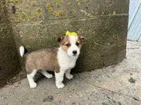 Violet, a female Border Collie and Pembroke Welsh Corgi for sale in Athens, WI – Photo 10 of 10