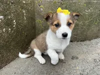 Violet, a female Border Collie and Pembroke Welsh Corgi for sale in Athens, WI – Photo 7 of 10