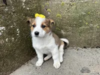 Violet, a female Border Collie and Pembroke Welsh Corgi for sale in Athens, WI – Photo 8 of 10