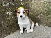 Violet, a female Border Collie and Pembroke Welsh Corgi for sale in Athens, WI – Photo 9 of 10