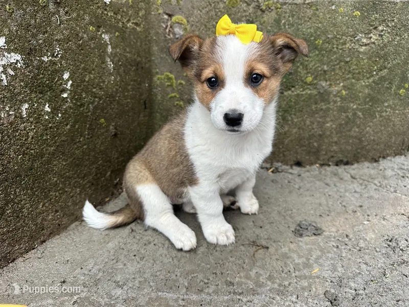 Violet – Border Collie, Pembroke Welsh Corgi puppy for sale in Athens, WI