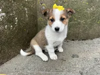 Violet, a female Border Collie and Pembroke Welsh Corgi for sale in Athens, WI – Photo 1 of 10
