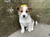Violet, a female Border Collie and Pembroke Welsh Corgi for sale in Athens, WI – Photo 5 of 10