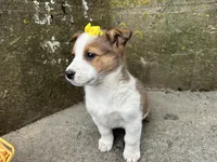 Violet, a female Border Collie and Pembroke Welsh Corgi for sale in Athens, WI – Photo 3 of 10