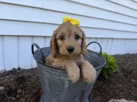 Christy, a female Cockapoo for sale in Athens, WI – 8 of 10