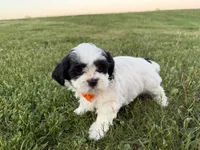 Donnie, a male Bichon Frise and Shih Tzu for sale in Athens, WI – 5 of 10