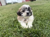 Browny, a male Bichon Frise and Shih Tzu for sale in Athens, WI – 10 of 10