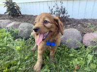 Chester, a male Cockapoo for sale in Athens, WI – 7 of 10