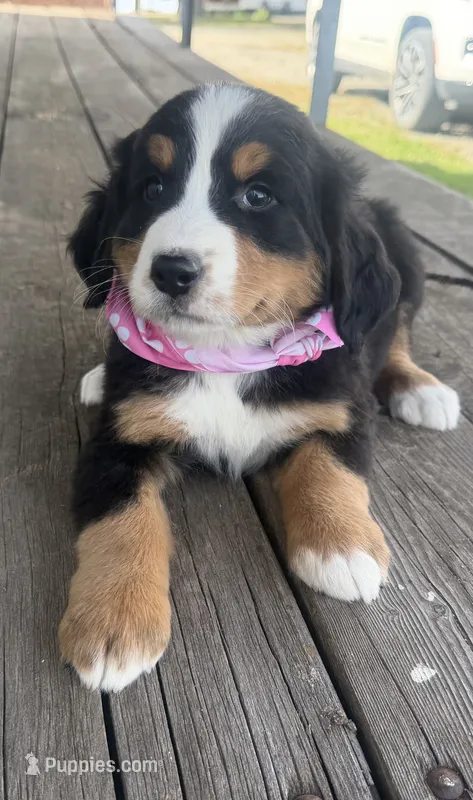 AKC Vicky – Bernese Mountain Dog puppy for sale in Athens, WI
