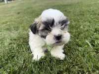 Whitey, a male Bichon Frise and Shih Tzu for sale in Athens, WI – 4 of 10