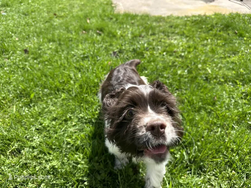 AKC Shanelle – Cocker Spaniel puppy for sale in Athens, WI