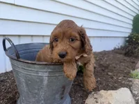 Craig, a male Cockapoo for sale in Athens, WI – 9 of 10