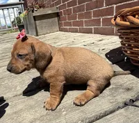 Quinn , a female Miniature Dachshund for sale in Athens, WI – 8 of 10
