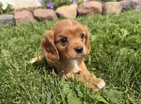 Sawyer, a male Cavalier King Charles Spaniel for sale in Athens, WI – 5 of 10