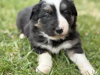 Zoey, a female Australian Shepherd and Border Collie for sale in Athens, WI – 2 of 10