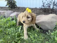 Christy, a female Cockapoo for sale in Athens, WI – 2 of 10