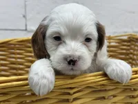 Chip, a male Cavapoo for sale in Athens, WI – Photo 5 of 10