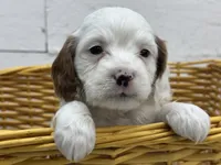 Chip, a male Cavapoo for sale in Athens, WI – Photo 6 of 10