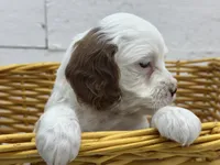 Chip, a male Cavapoo for sale in Athens, WI – Photo 3 of 10