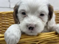 Chip, a male Cavapoo for sale in Athens, WI – Photo 1 of 10