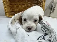 Chip, a male Cavapoo for sale in Athens, WI – Photo 7 of 10