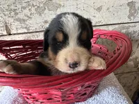 AKC Isaiah, a male Bernese Mountain Dog for sale in Athens, WI – Photo 1 of 2