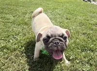 AKC AIDEN, a male Pug for sale in Athens, WI – 7 of 10