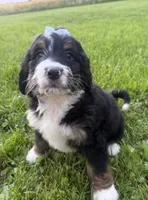 Summer, a female Bernedoodle for sale in Athens, WI – 6 of 10