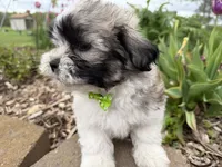 Logan, a male Poodle - Miniature  and Mal Shi for sale in Athens, WI – 5 of 10