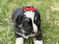 Zoey, a female Australian Shepherd and Border Collie for sale in Athens, WI – 4 of 10