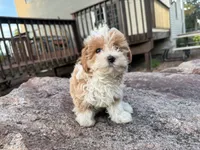 Sierra, a female Poodle - Toy  and Morkie for sale in Athens, WI – 7 of 10