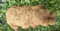 Craig, a male Cockapoo for sale in Athens, WI – 10 of 10