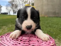 Zilla , a female Australian Shepherd and Border Collie for sale in Athens, WI – 3 of 10