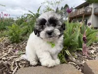 Logan, a male Poodle - Miniature  and Mal Shi for sale in Athens, WI – 7 of 10