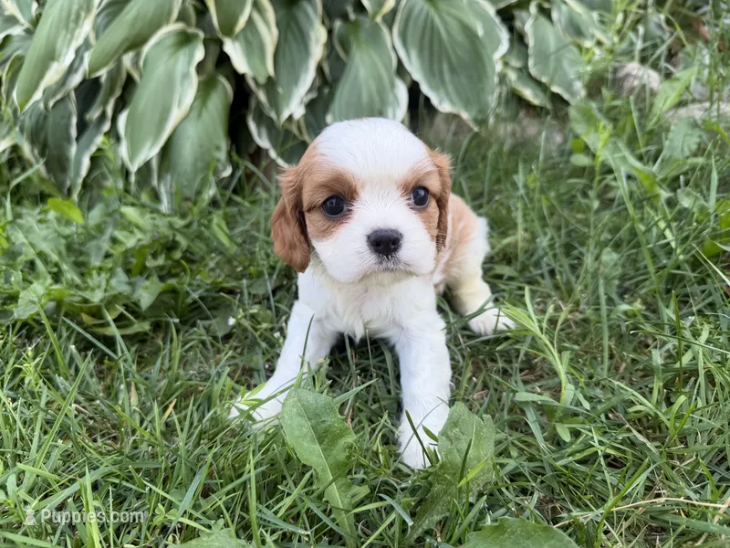 AKC Beatrice – Cavalier King Charles Spaniel puppy for sale in Athens, WI