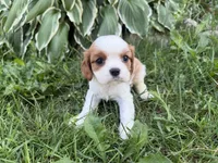 AKC Beatrice, a female Cavalier King Charles Spaniel for sale in Athens, WI – 1 of 10