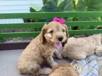 Casey, a female Cockapoo for sale in Athens, WI – 9 of 10