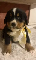 AKC Vern, a male Bernese Mountain Dog for sale in Athens, WI – 3 of 10