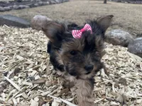 Tara, a female Morkie for sale in Athens, WI – Photo 7 of 9