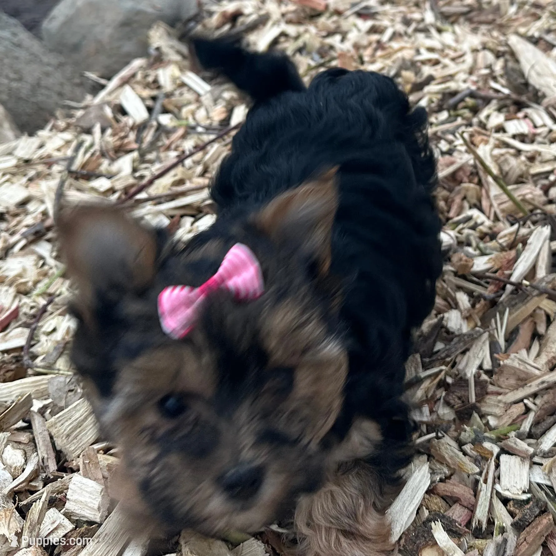 Tara, a female Morkie for sale in Athens, WI – Photo 8 of 9