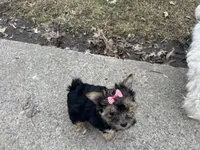 Tara, a female Morkie for sale in Athens, WI – Photo 5 of 9