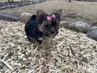 Tara, a female Morkie for sale in Athens, WI – Photo 3 of 9