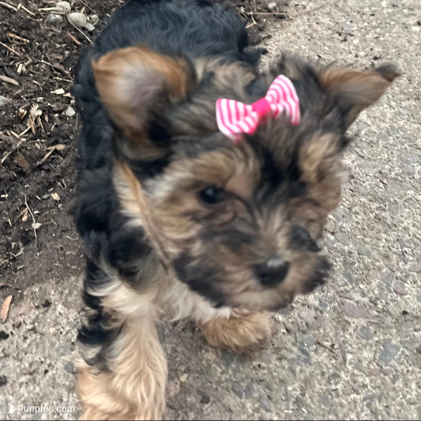 Tara, a female Morkie for sale in Athens, WI – Photo 9 of 9