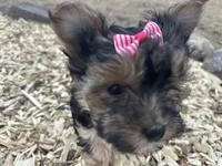 Tara, a female Morkie for sale in Athens, WI – Photo 2 of 9