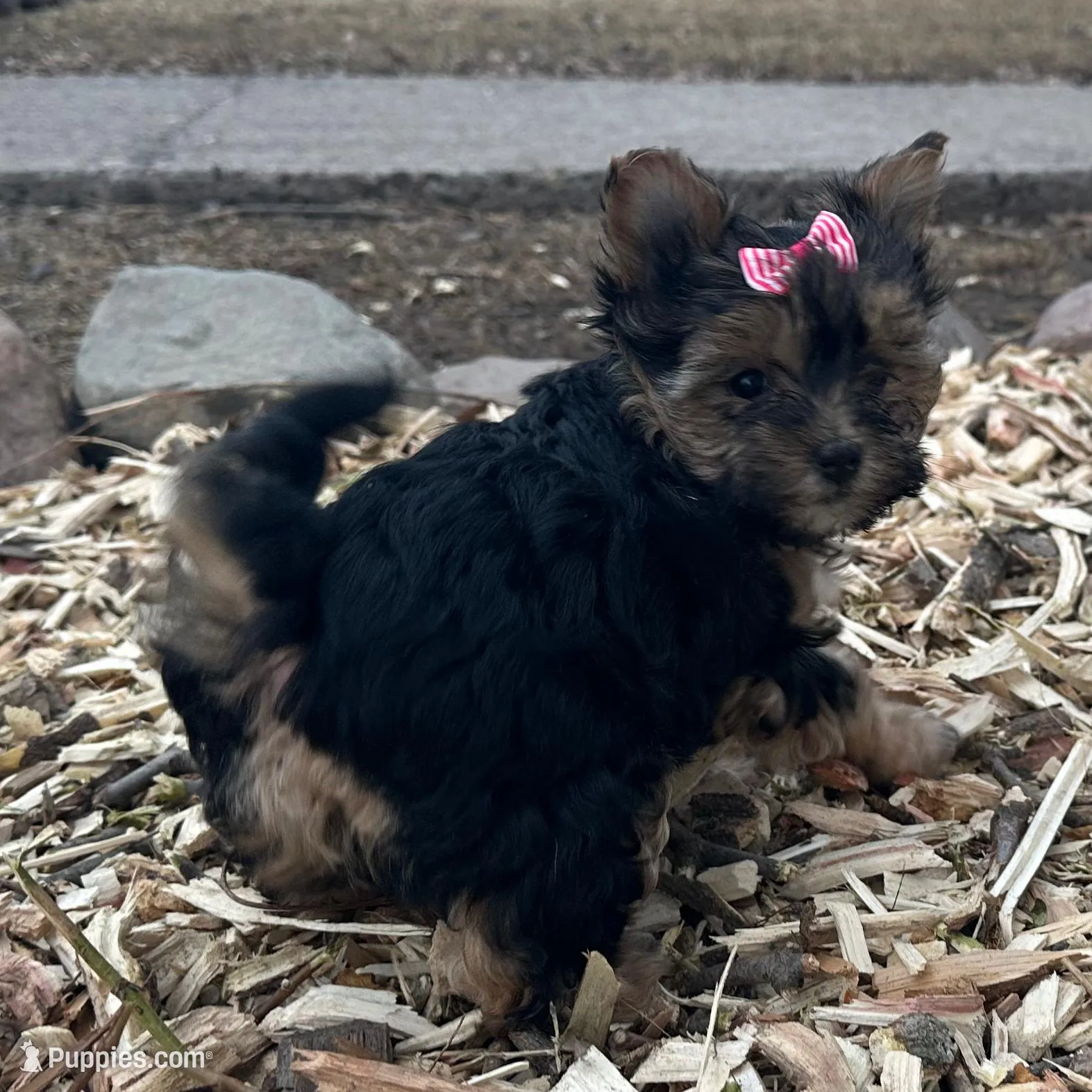 Tara, a female Morkie for sale in Athens, WI – Photo 6 of 9